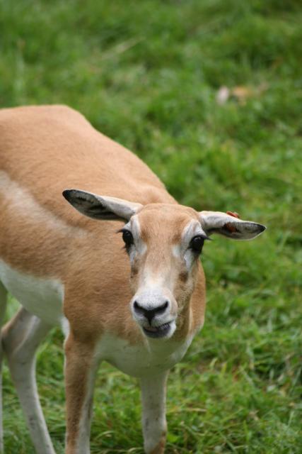 Wellington Zoo - 15 - Black buck