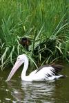 Wellington Zoo - 32 - Pelican & Spider Monkey