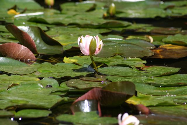 Christchurch - 16 - Botanic gardens