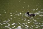 Karori - Birds - Scaup