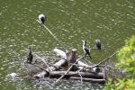 Karori - Birds - Shags hanging around