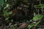 Karori - Birds - Weka