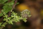 Karori - 21 - Asplenium bulbiferum