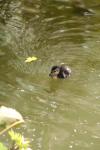 Karori Nov09 - 02 - Lil' duckling