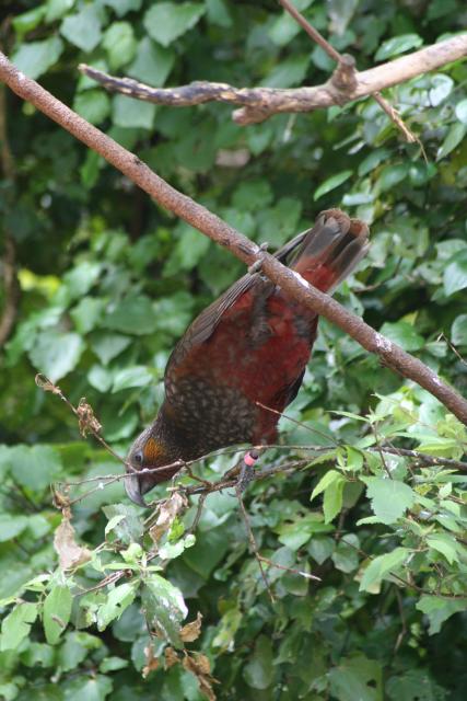 Karori Nov09 - 06 - The arrival of Mr Kaka