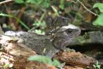 Karori Nov09 - 16 - Tuatara