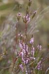 084 - Tongariro - Heather (Calluna Vulgaris)