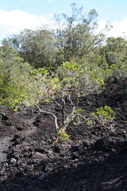 15 - Rangitoto - Puka tree growing in the lava