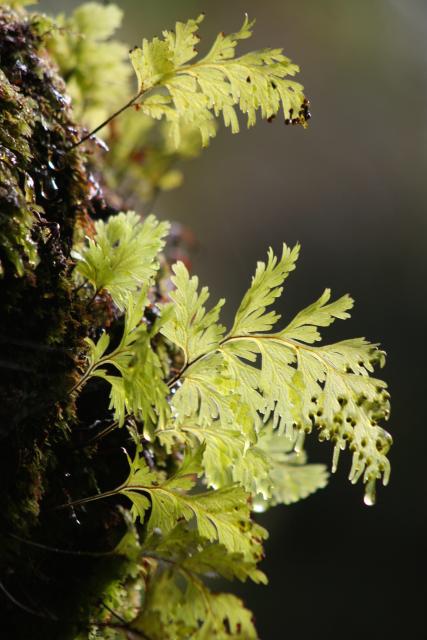 11 - Stewart Island - Matua Mauku (Hymenophyllum dilatatum)