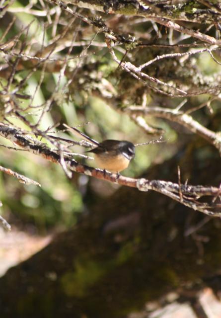 42 - Stewart Island - Fantail (Piwakawaka)