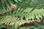 47 - Stewart Island - Cyathea colensoi