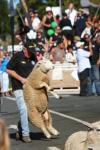 29 - Te Kuiti - Running of the Sheep 2010