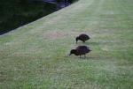 Karori Night Tour - 01 - Brown Teals