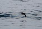 South Island 2010 - 74 - Black Petrel