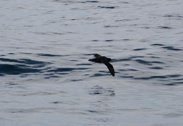 South Island 2010 - 74 - Black Petrel