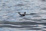 South Island 2010 - 75 - Hutton Shearwater