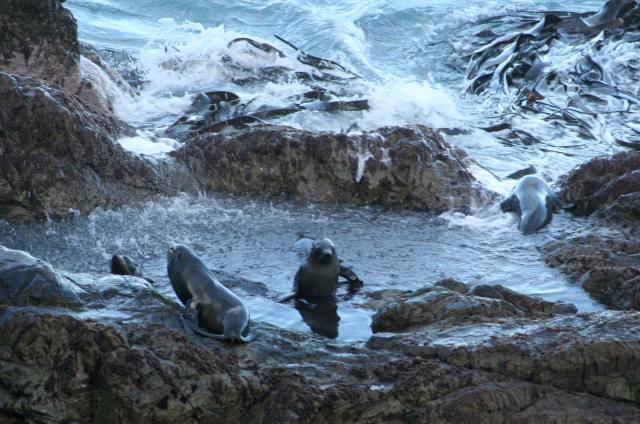 South Island 2010 - 84 - Ohau seal colony - Bath time