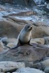 South Island 2010 - 86 - Ohau seal colony - Bibifoc