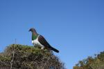 Kapiti Island - 01 - Kereru