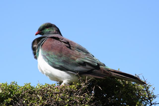 Kapiti Island - 02 - Kereru