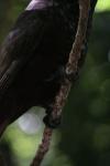 Kapiti Island - 19 - Kaka's claws