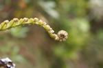 Karori 19 - Baby fern