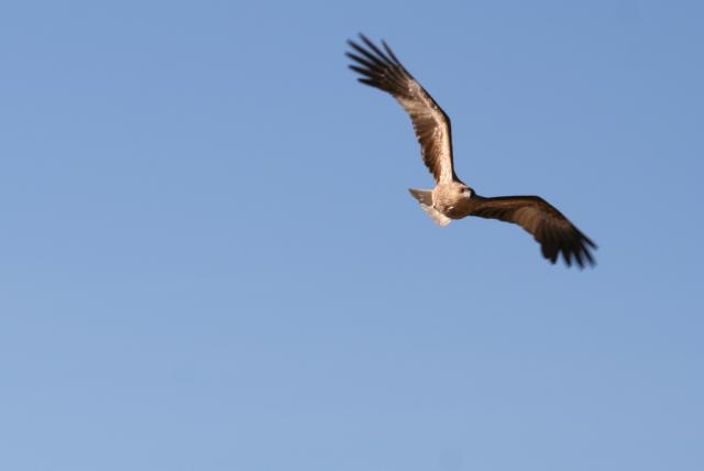 033 - Australasian Harrier