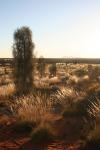 071 - Kanturangu tree & Kata Tjuta