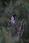 116 - New Holland Honey-eater