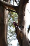 127 - Crimson Rosella, Kelly Hill