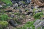 142 - Seal colony, Cape du Couedec