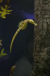 28 - Seahorse, Kelly Tarlton Aquarium