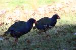 Takahe 04