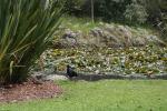 02 - Pukeko in Western Springs