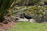 03 -  Pukeko in Western Springs