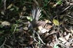 Tiritiri Matangi - 23 - Parading fantail (piwakawaka)