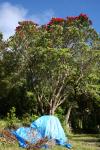 2012-01-11 Magnificent Pohutukawa