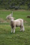06 - Sheepy sheep, Tora Bay