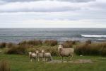07 - Sheep family, Tora Bay