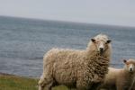 08 - Winking sheep, Tora Bay