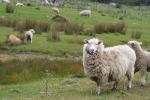 09 - Aristocratic sheep, Tora Bay