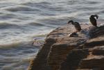 025 - Spotted shags on Pancake Rocks, Punakaiki