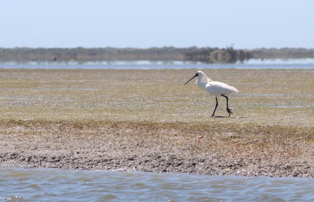 032 - Royal Spoonbill, Ōkārito Lagoon