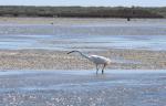 035 - Kōtuku (white heron), Ōkārito Lagoon