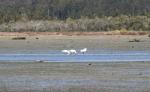 037 - Royal spoonbills vacuum-cleaning, Ōkārito Lagoon