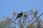 038 - Kererū, Ōkārito Lagoon