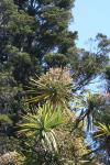 042 - Ti kouka (cabbage tree)