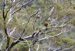 123 - Korimako (Bellbird) scratching its belly