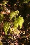 33 - Filmy ferns