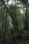 Kapiti Island - 05 - Arbres